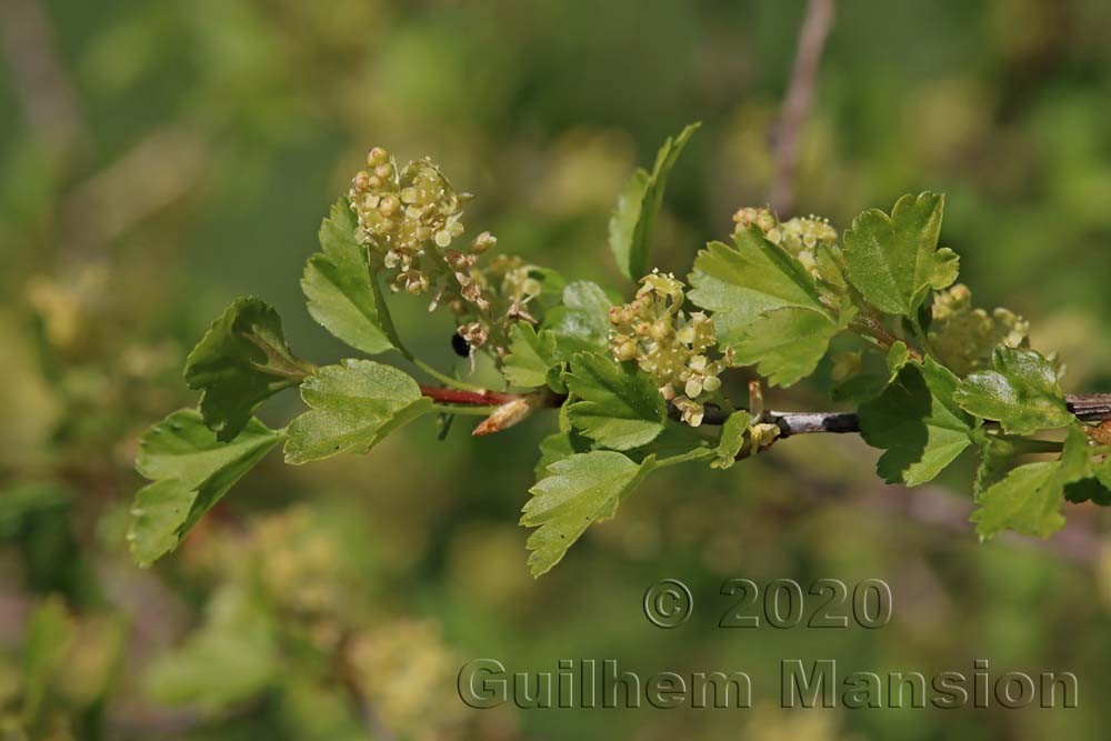 Ribes alpinum