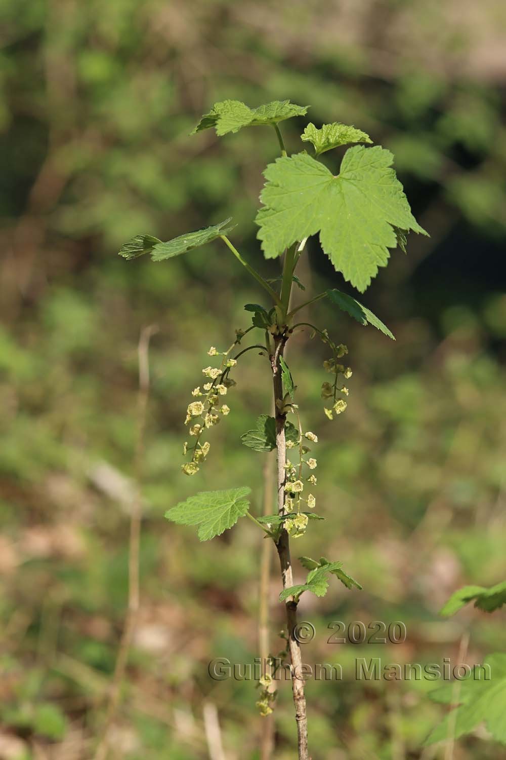 Ribes rubrum