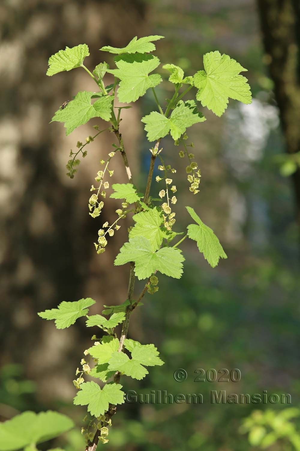 Ribes rubrum