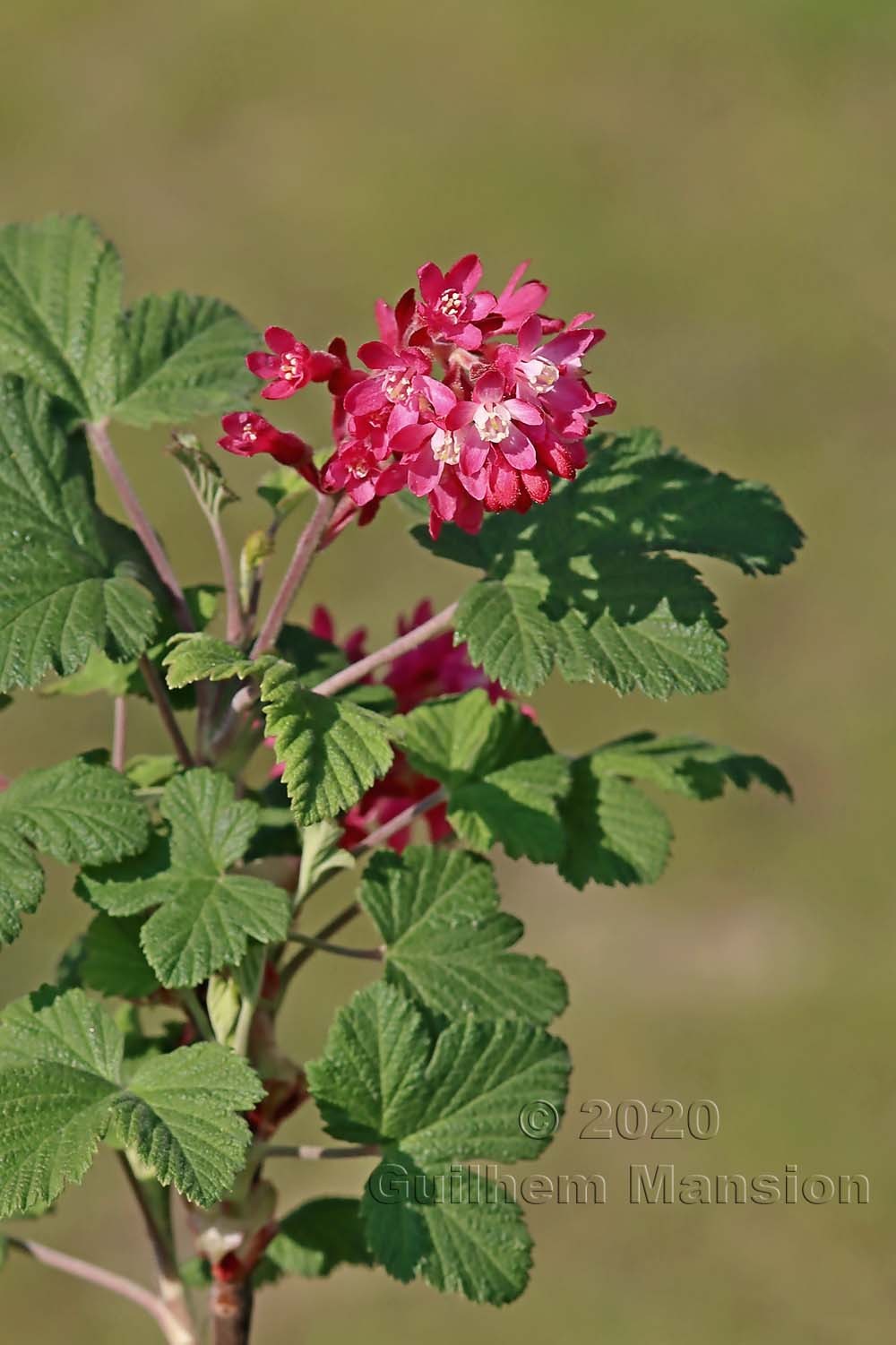 Ribes sanguineum