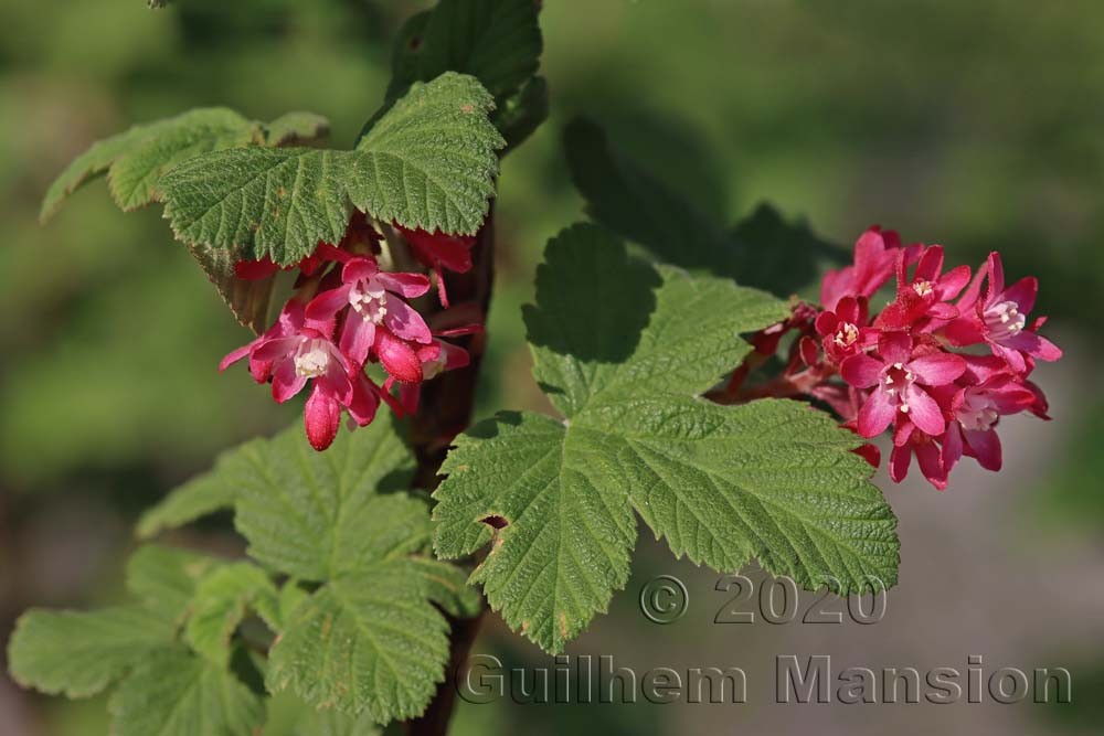 Ribes sanguineum