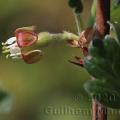 Family -  Grossulariaceae