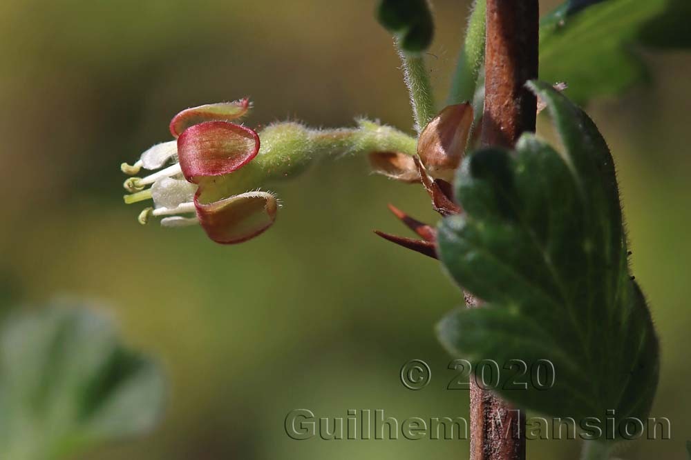 Ribes uva-crispa