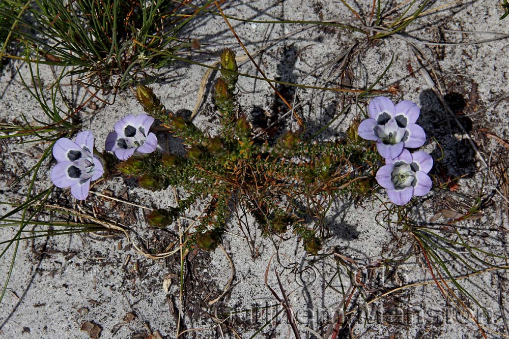 Roella ciliata