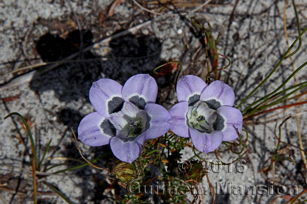 Roella ciliata