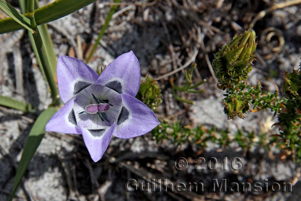 Roella ciliata