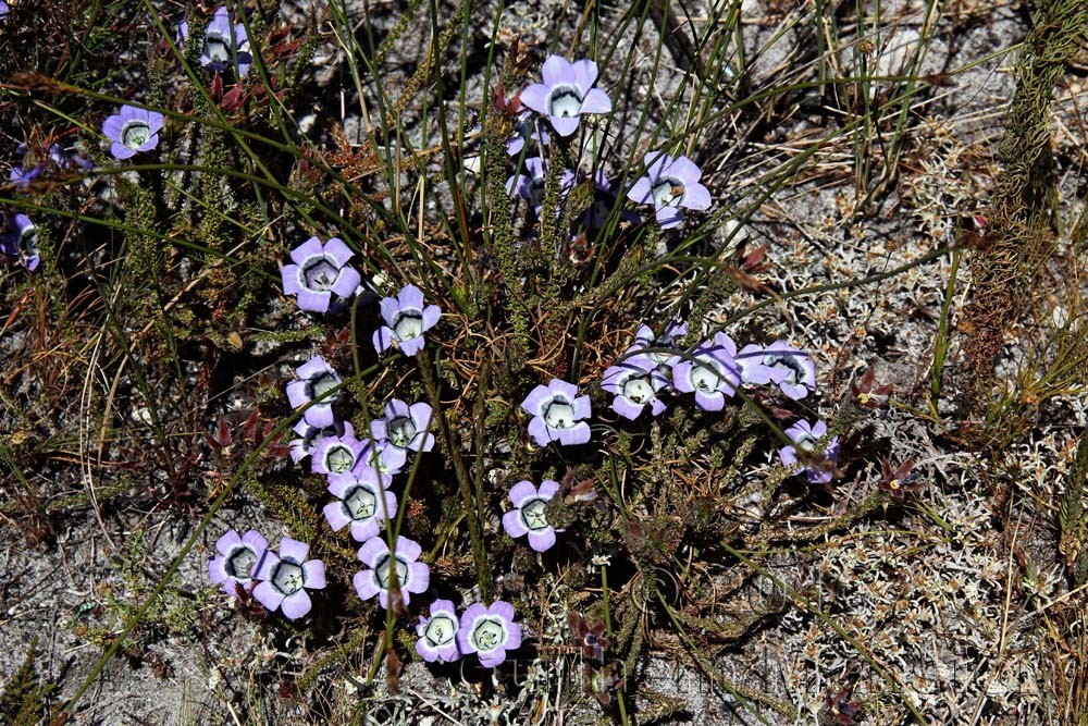 Roella ciliata