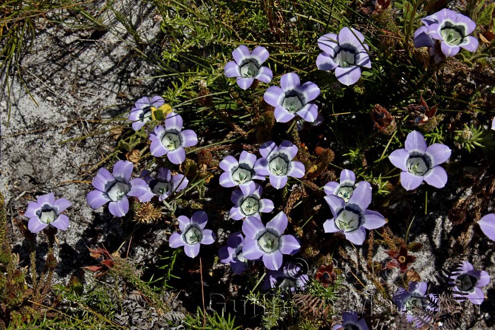 Roella ciliata