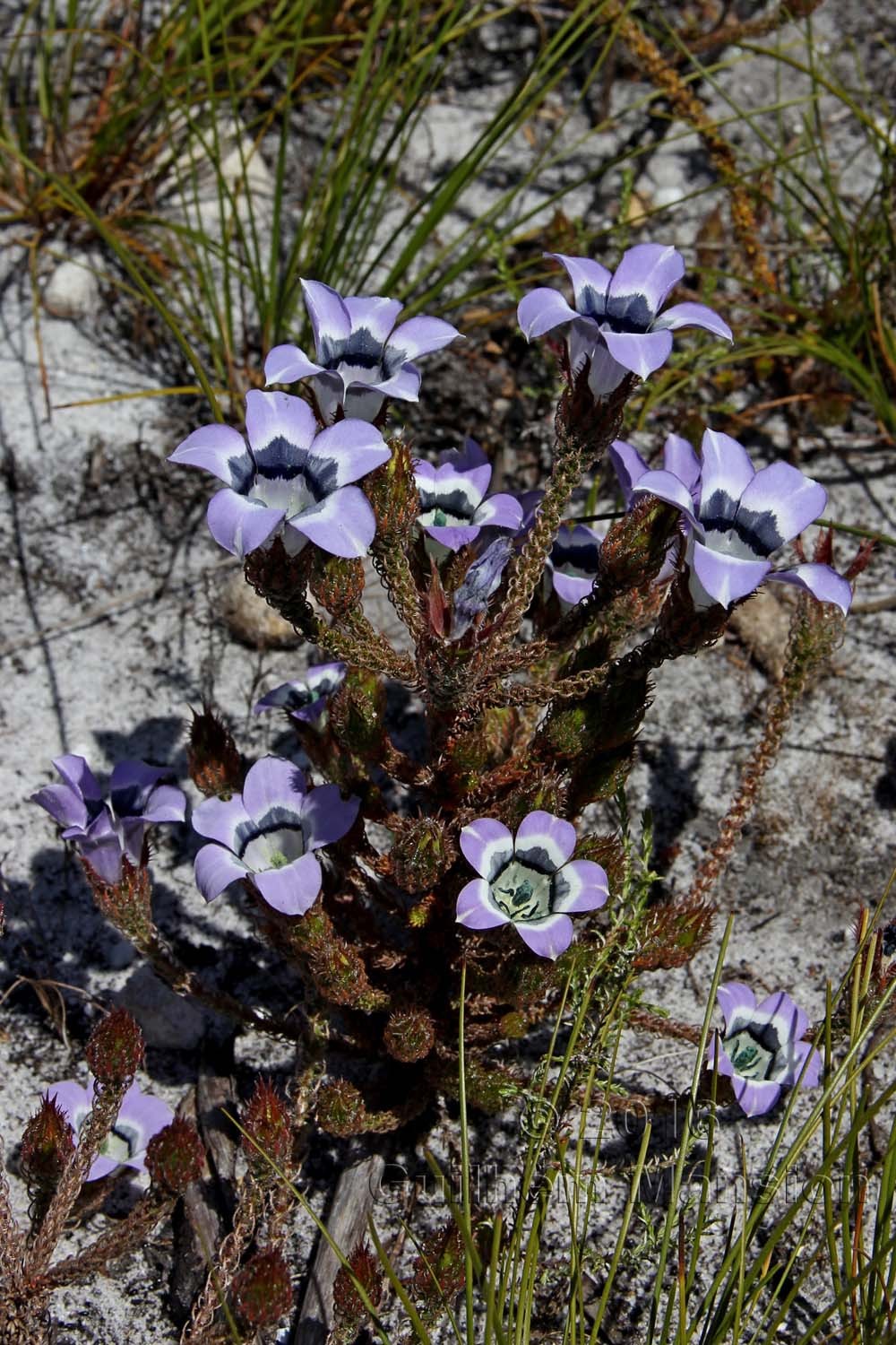 Roella ciliata