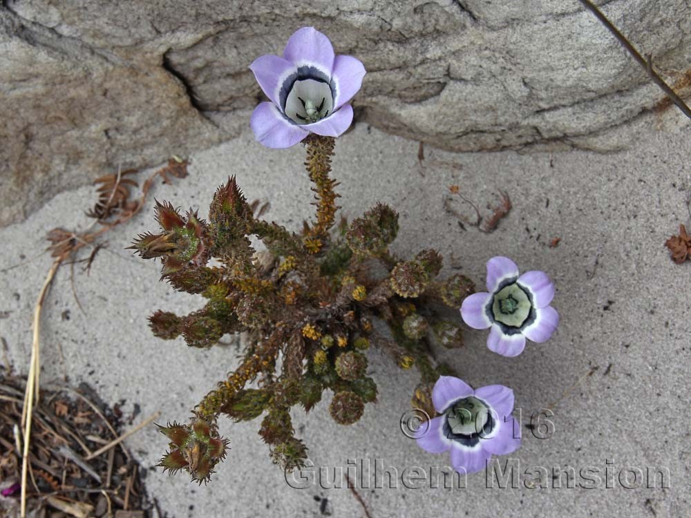 Roella ciliata