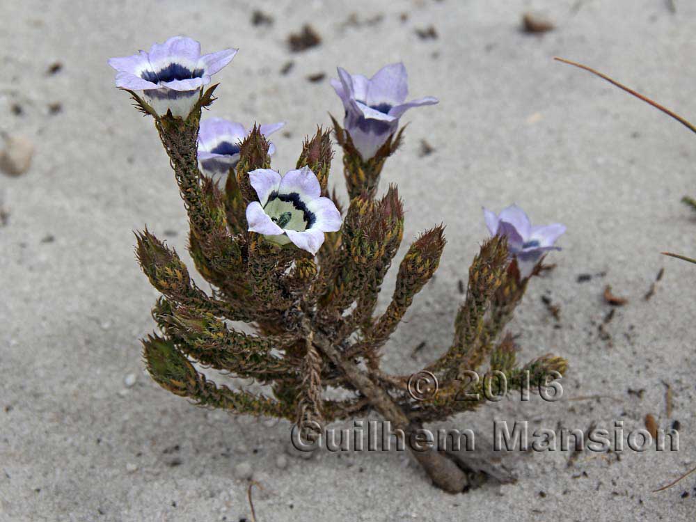 Roella ciliata