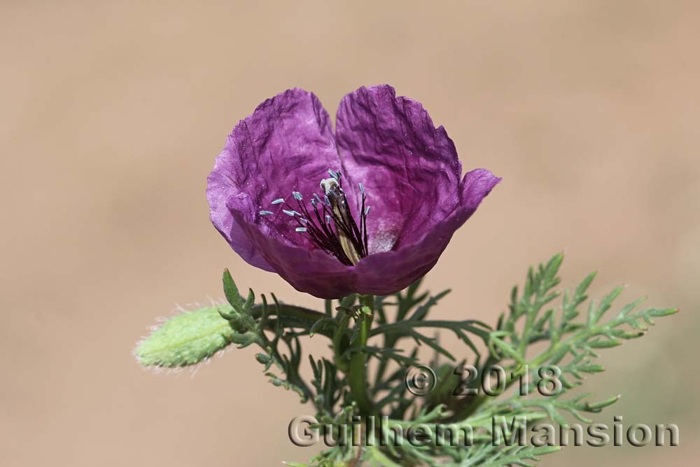 Family - Papaveraceae