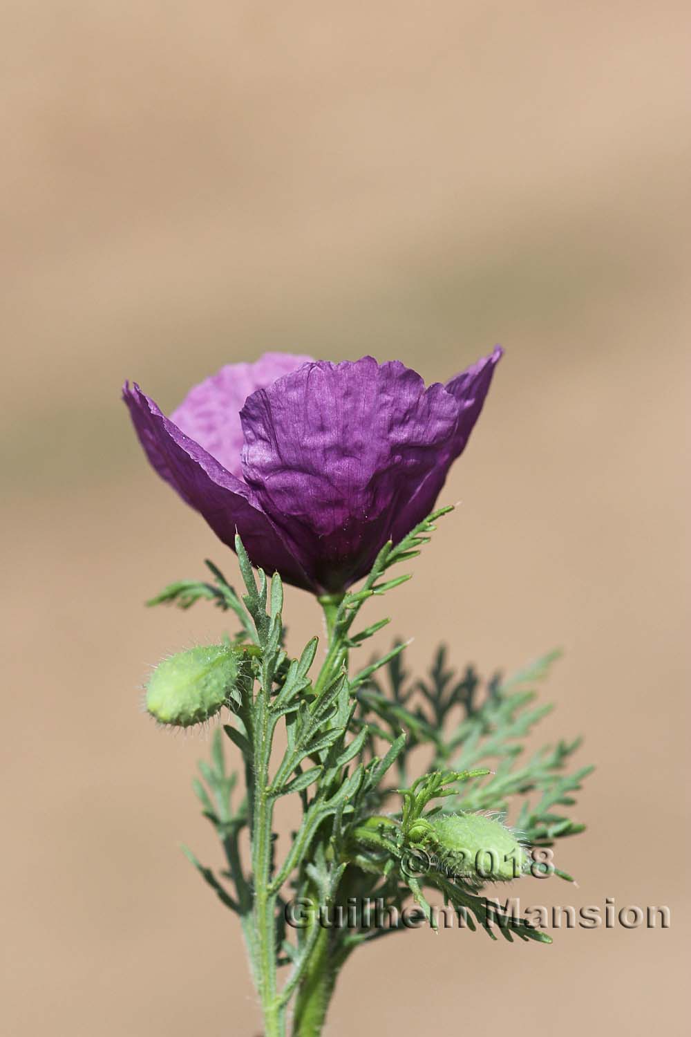 Roemeria hybrida