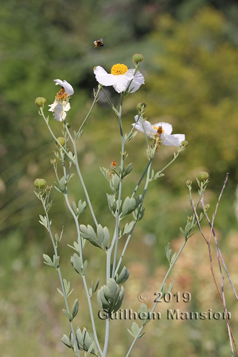 Romneya coulteri