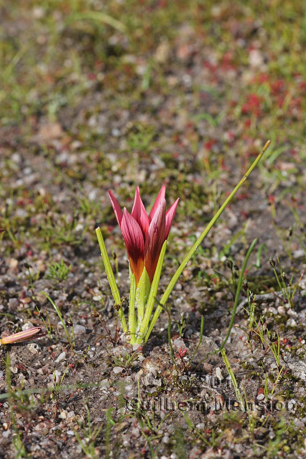 Romulea cf. eximia