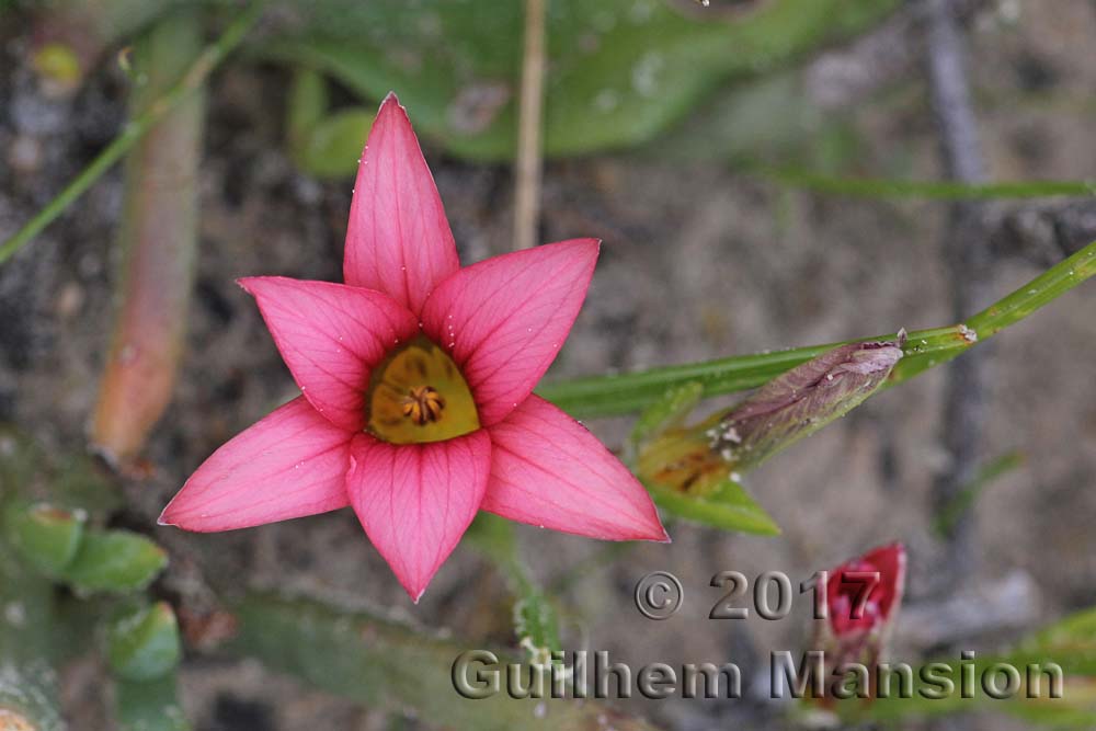 Romulea cf. eximia