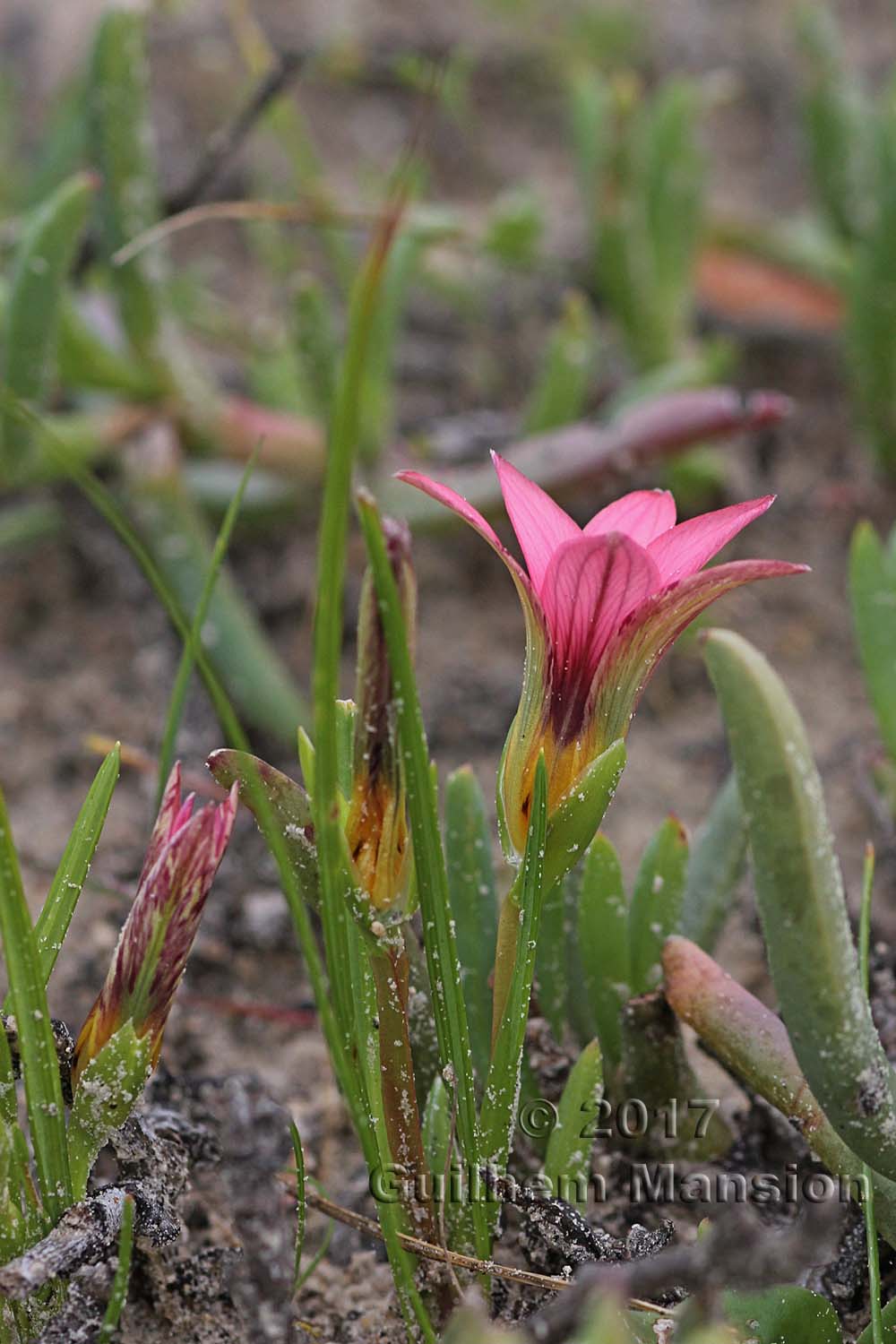 Romulea cf. eximia