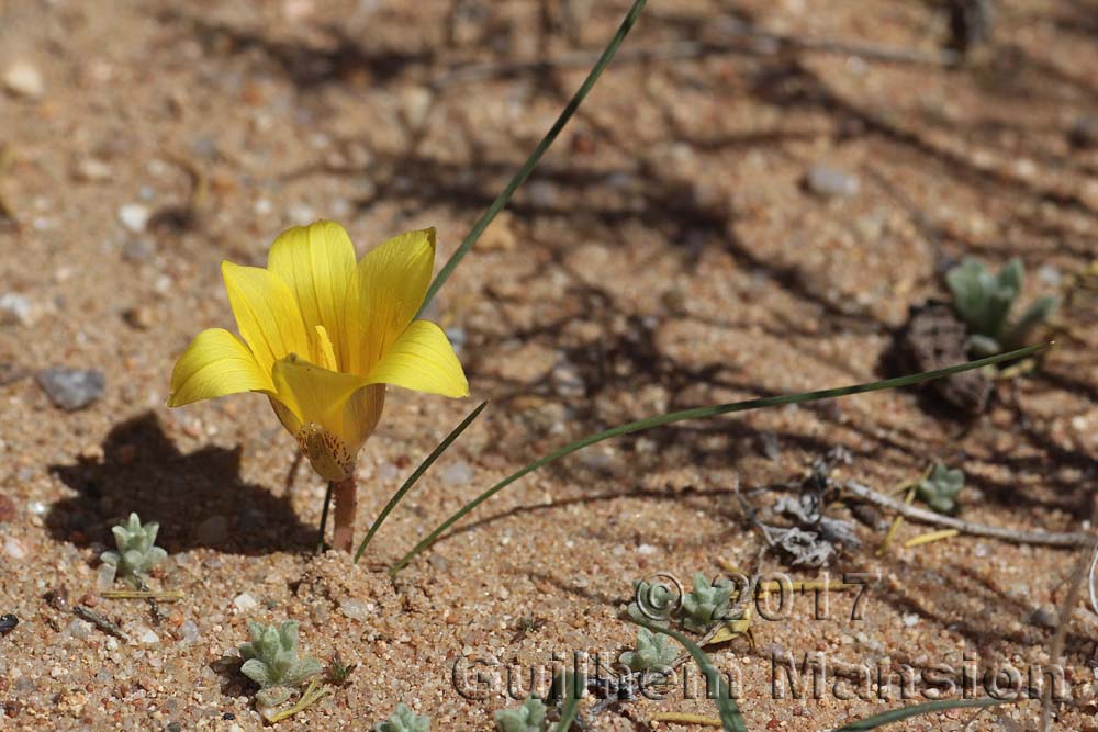 Romulea citrina