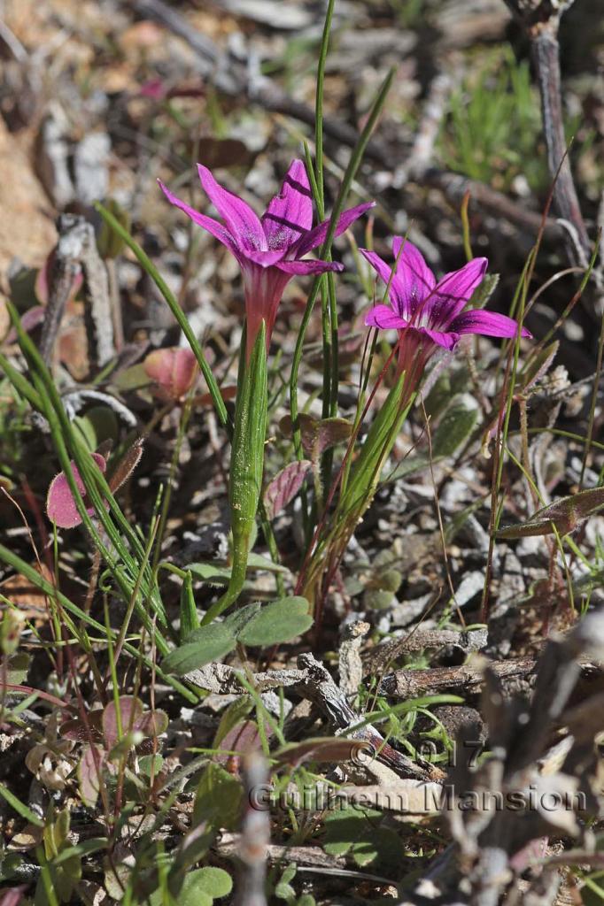 Romulea kamisensis