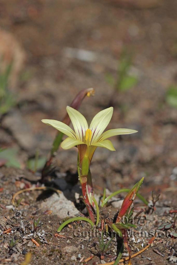 Romulea montana