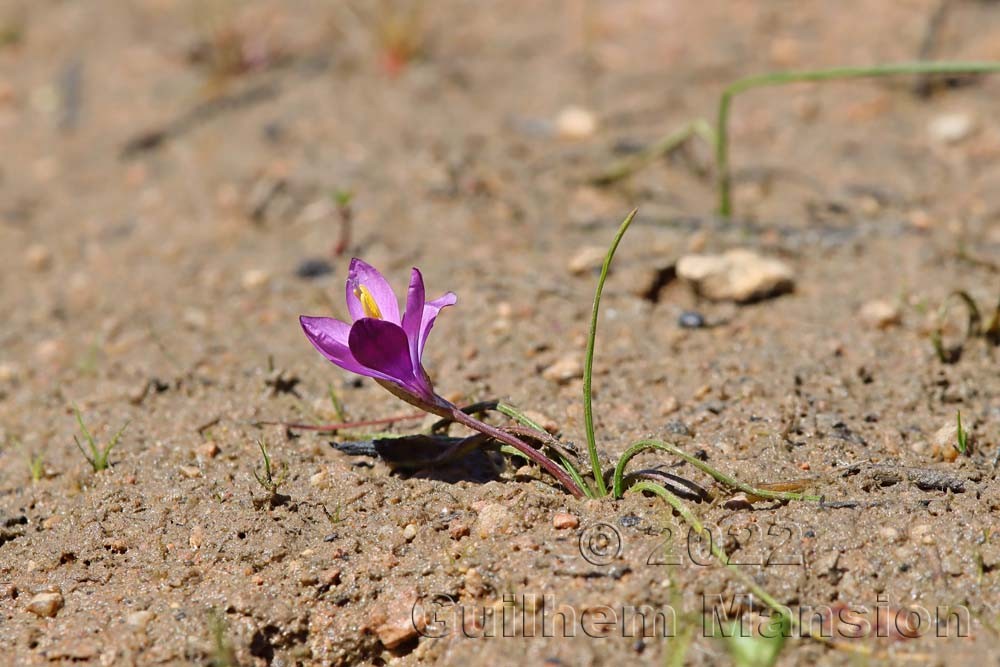 Romulea requienii