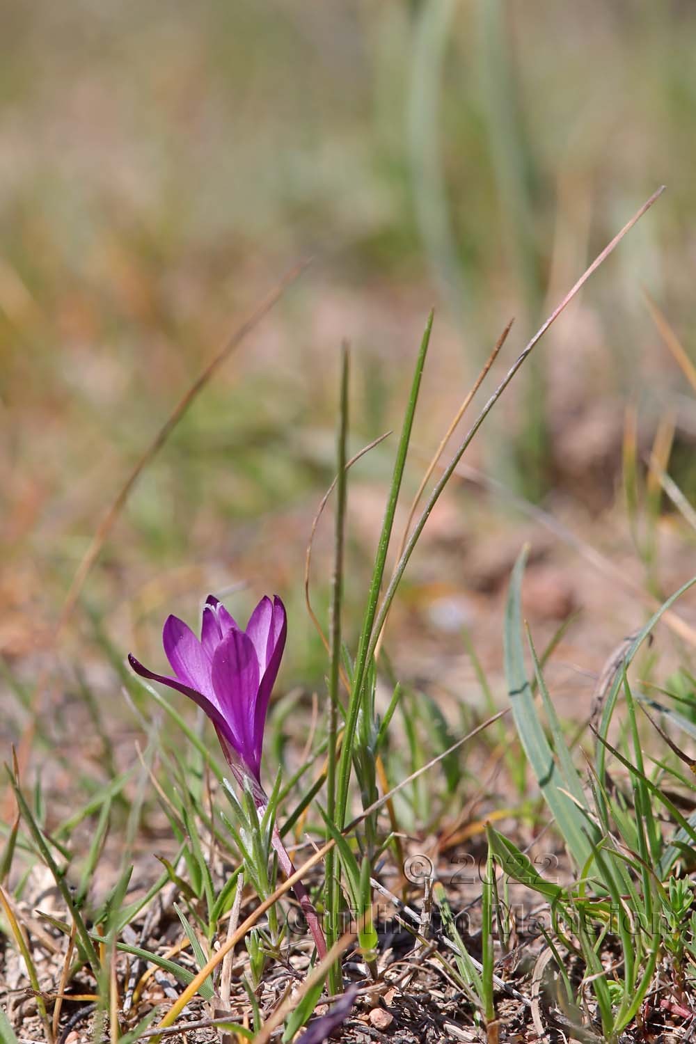 Romulea requienii