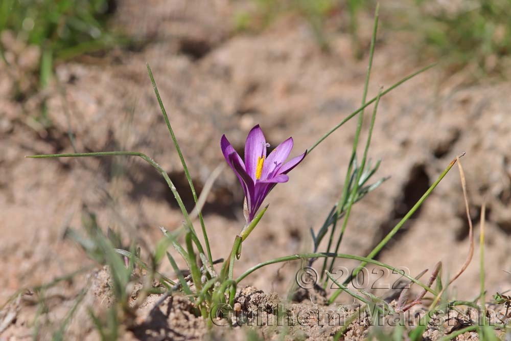 Romulea requienii