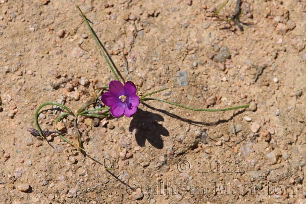 Romulea requienii