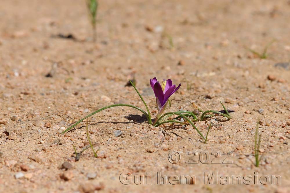 Romulea requienii