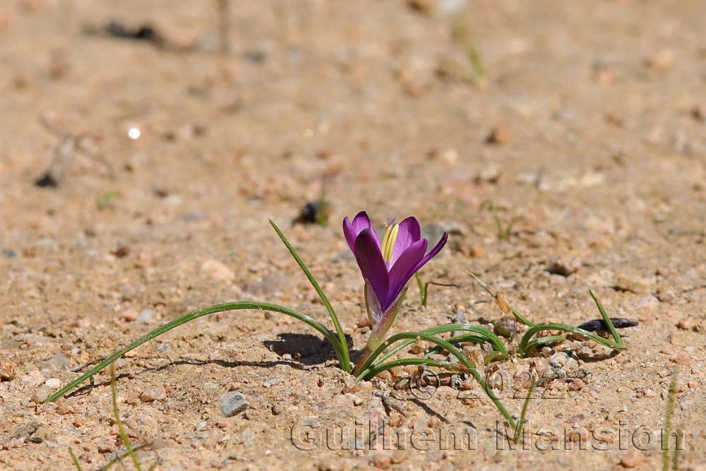 Romulea requienii