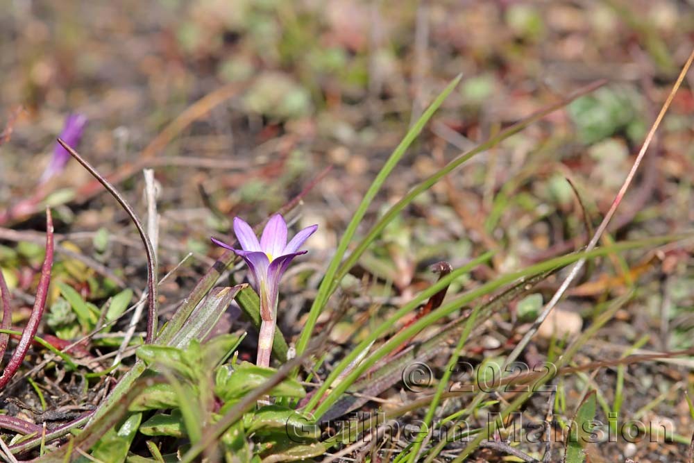 Romulea revelieri