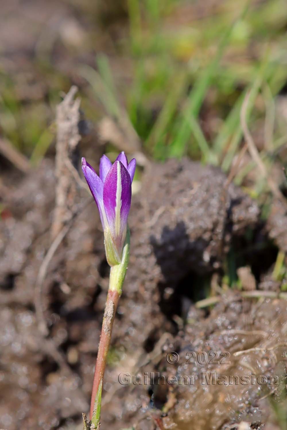 Romulea revelieri