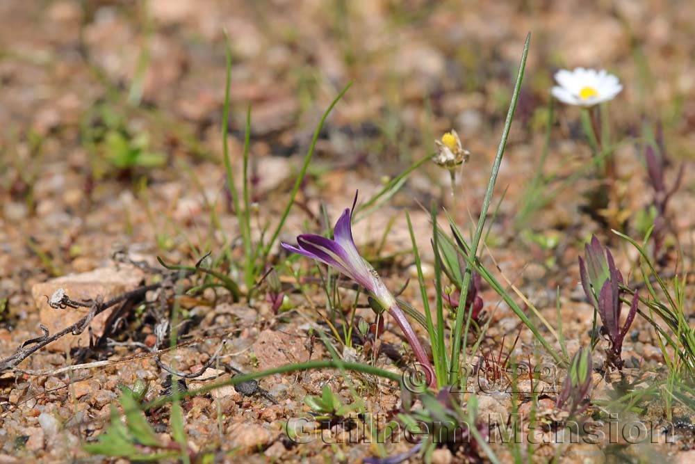 Romulea revelieri