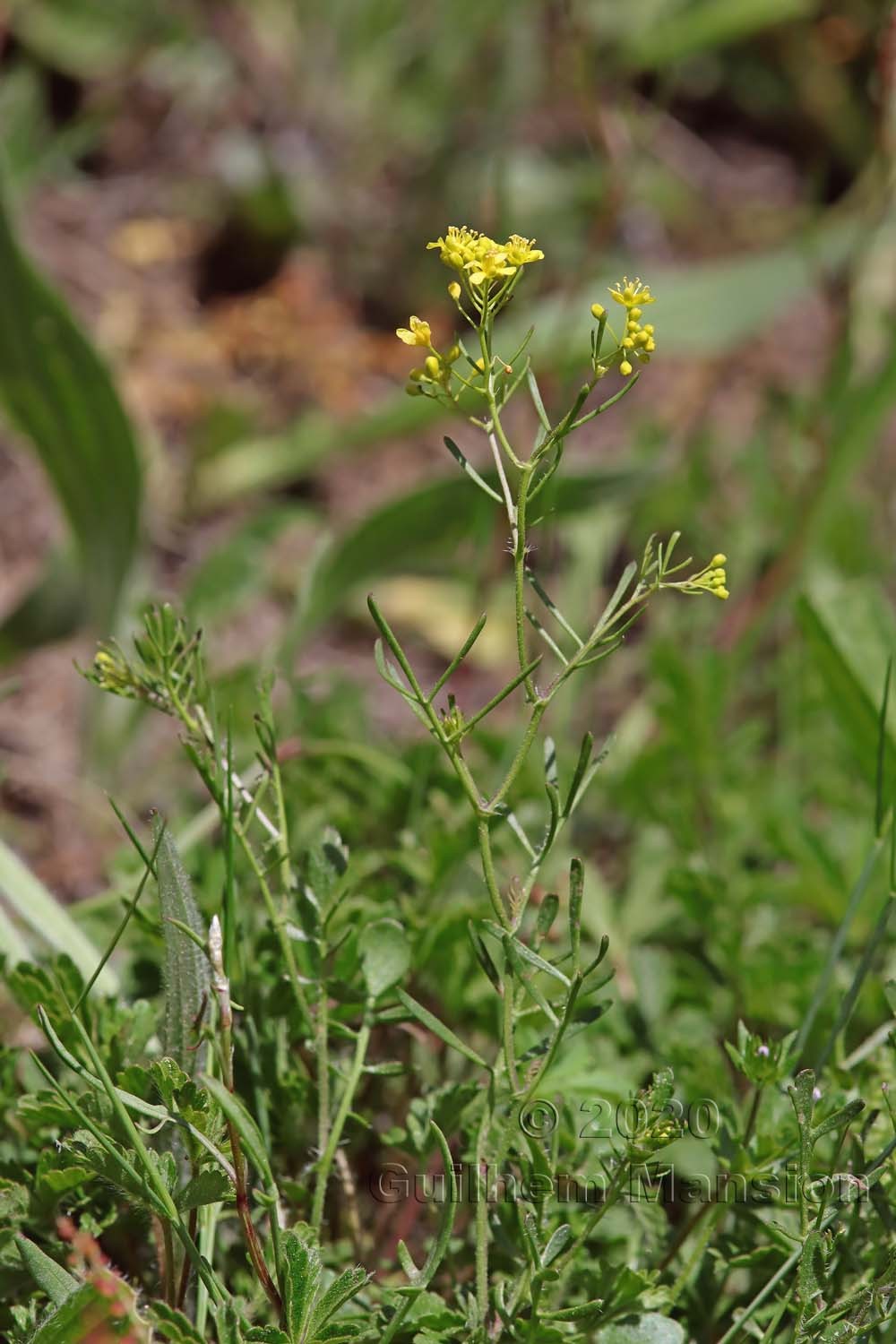 Rorippa pyrenaica