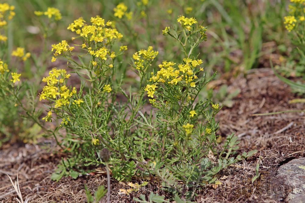 Rorippa pyrenaica