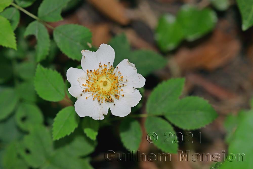 Rosa arvensis