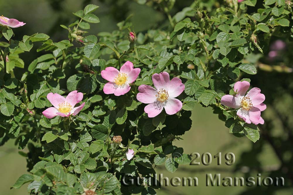 Rosa canina