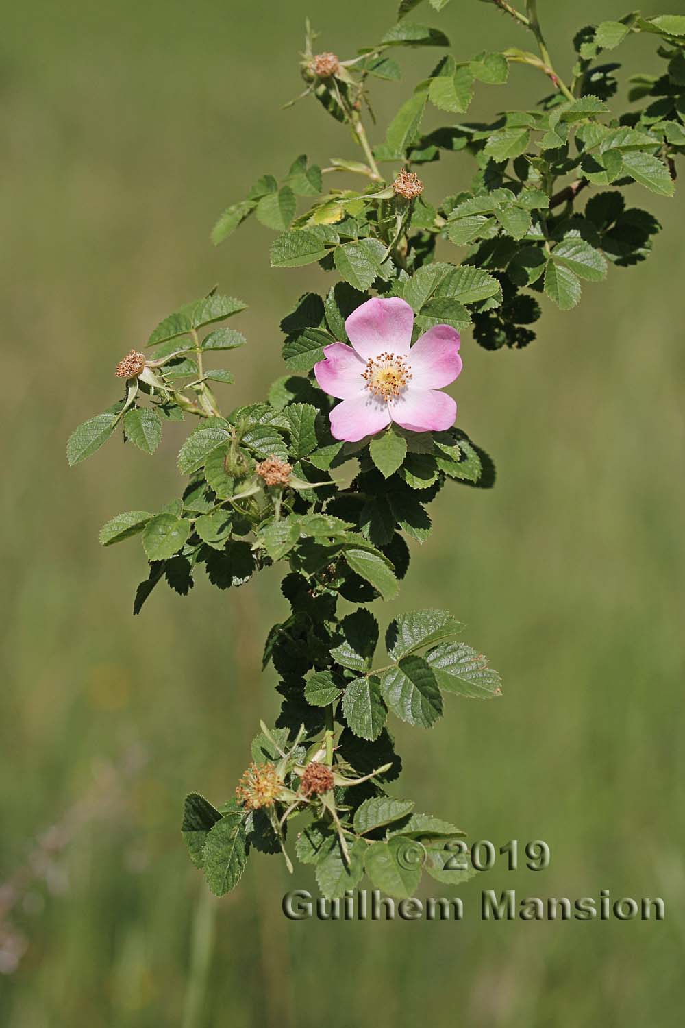 Rosa canina