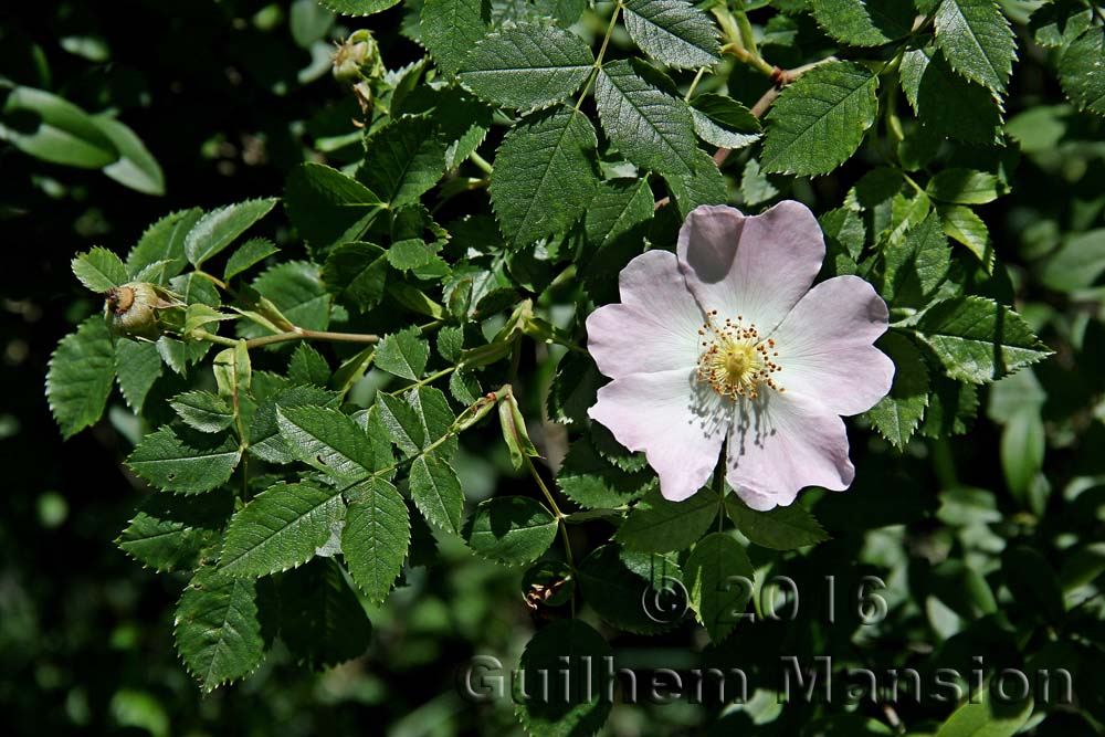 Rosa canina