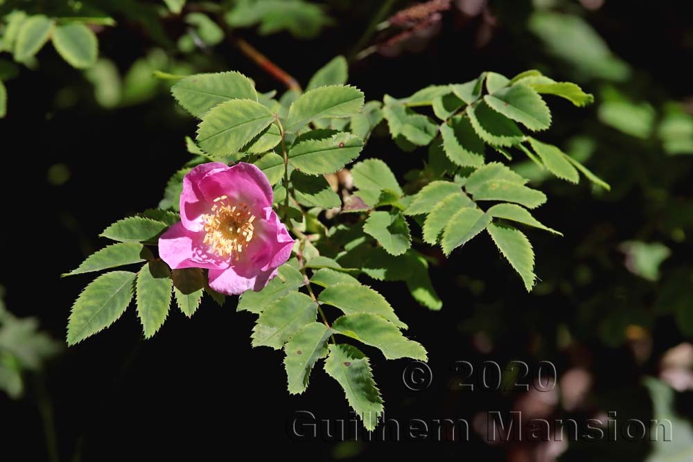 Rosa pendulina