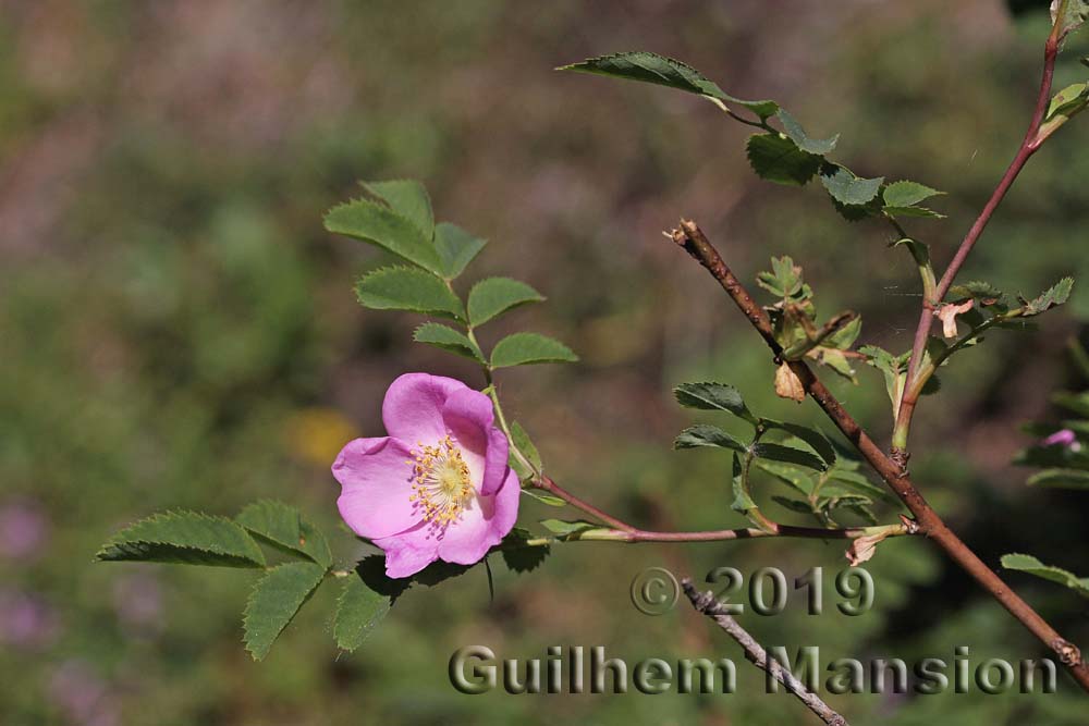 Rosa pendulina