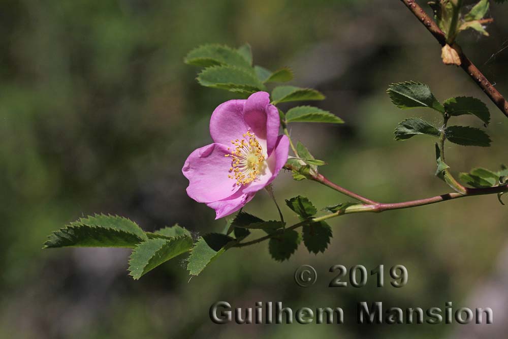 Rosa pendulina