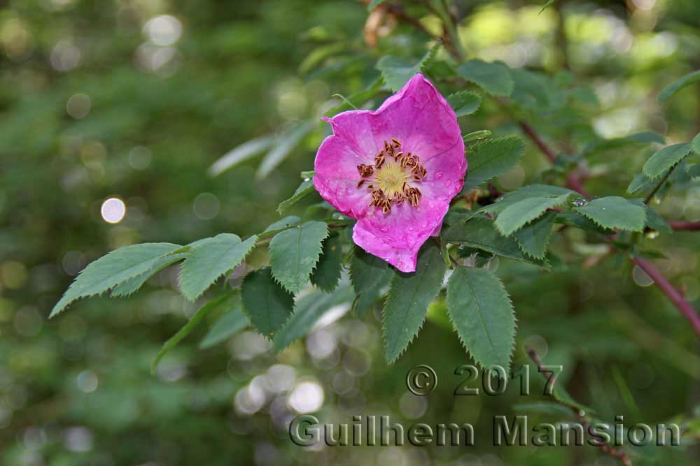 Rosa pendulina