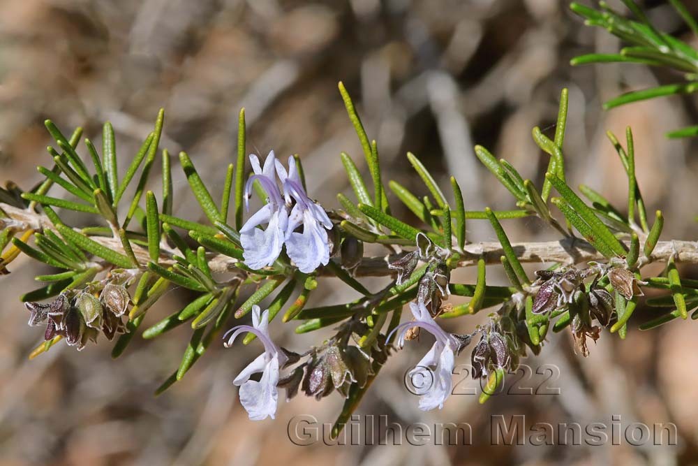 Salvia rosmarinus [Rosmarinus officinalis]