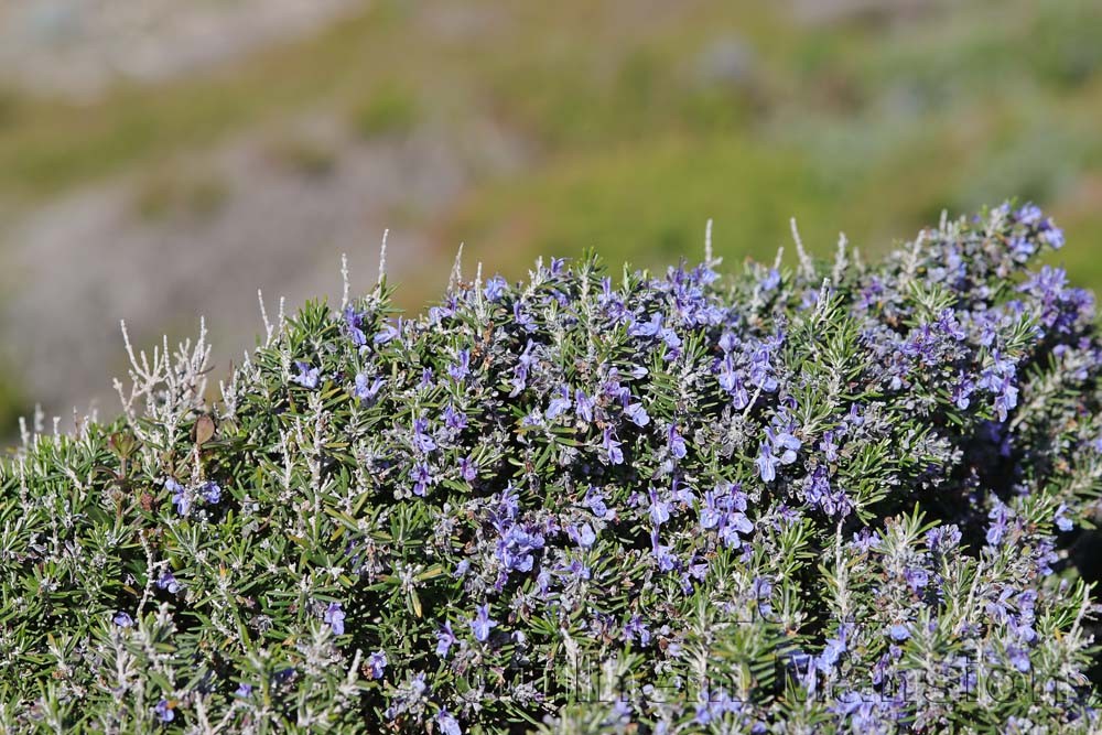 Salvia rosmarinus [Rosmarinus officinalis]