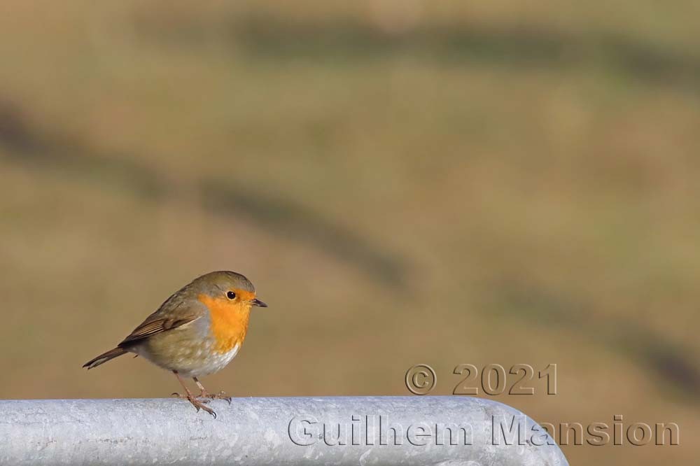 Erithacus rubecula - Rouge-gorge familier