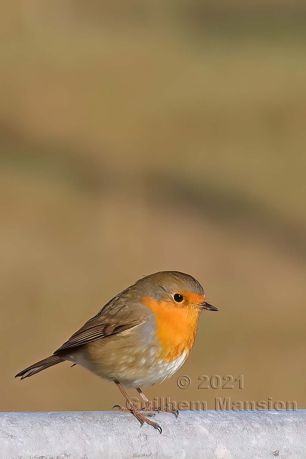 Erithacus rubecula