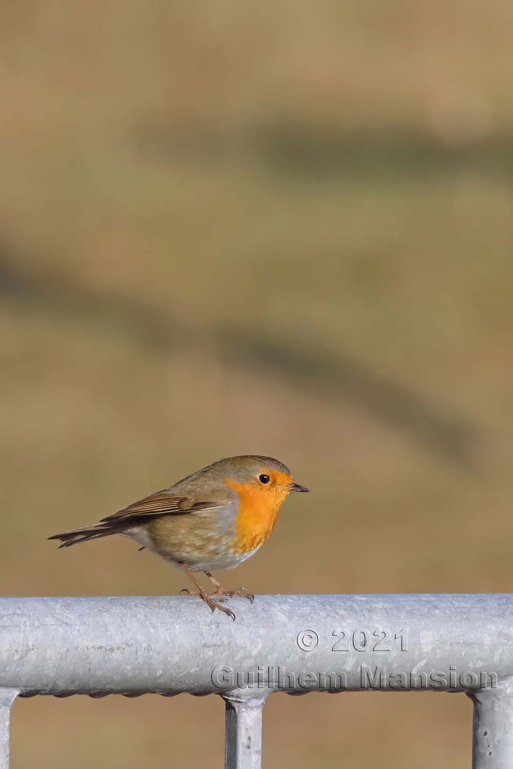 Erithacus rubecula