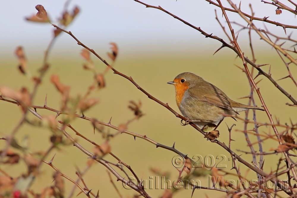 Erithacus rubecula - Rouge-gorge familier