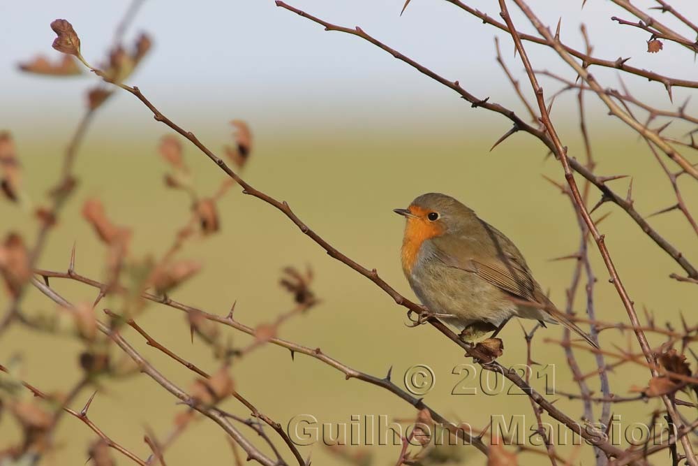 Erithacus rubecula